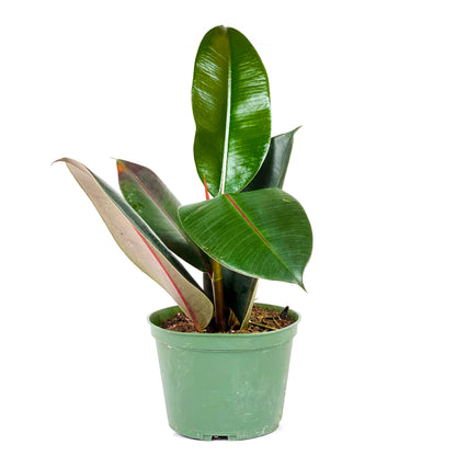 Ficus, 6in, Robusta - Floral Acres Greenhouse & Garden Centre