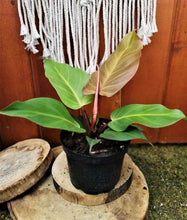 Load image into Gallery viewer, Philodendron, 6in, McColley Final - Floral Acres Greenhouse &amp; Garden Centre
