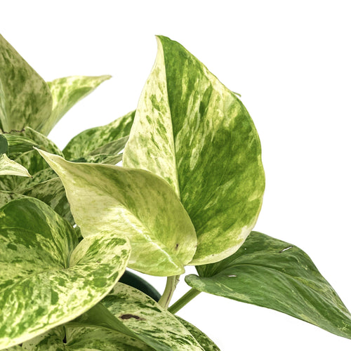 Pothos, 6in, Marble Queen - Floral Acres Greenhouse & Garden Centre