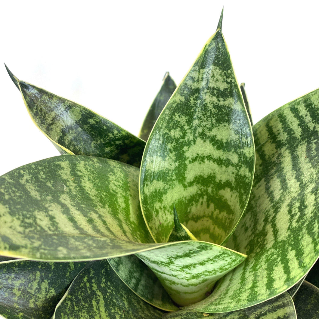 star power sansevieria Sansevieria, 6in, Star Power, Forest Star – Floral Acres Greenhouse & Garden Centre