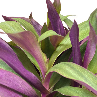 Tradescantia, 6in, Oyster - Floral Acres Greenhouse & Garden Centre