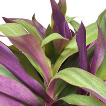 Load image into Gallery viewer, Tradescantia, 6in, Oyster - Floral Acres Greenhouse &amp; Garden Centre
