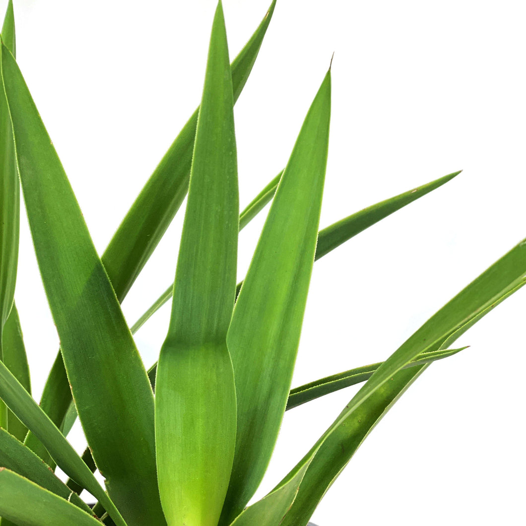 Yucca, 6in, Tips - Floral Acres Greenhouse & Garden Centre