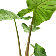 Alocasia, 8in, Kuching Mask - Floral Acres Greenhouse & Garden Centre