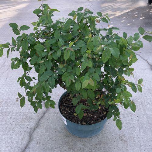 Bonsai, 8in, Sageretia, Styled - Floral Acres Greenhouse & Garden Centre