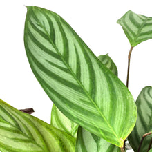 Load image into Gallery viewer, Calathea, 8in, Setosa - Floral Acres Greenhouse &amp; Garden Centre
