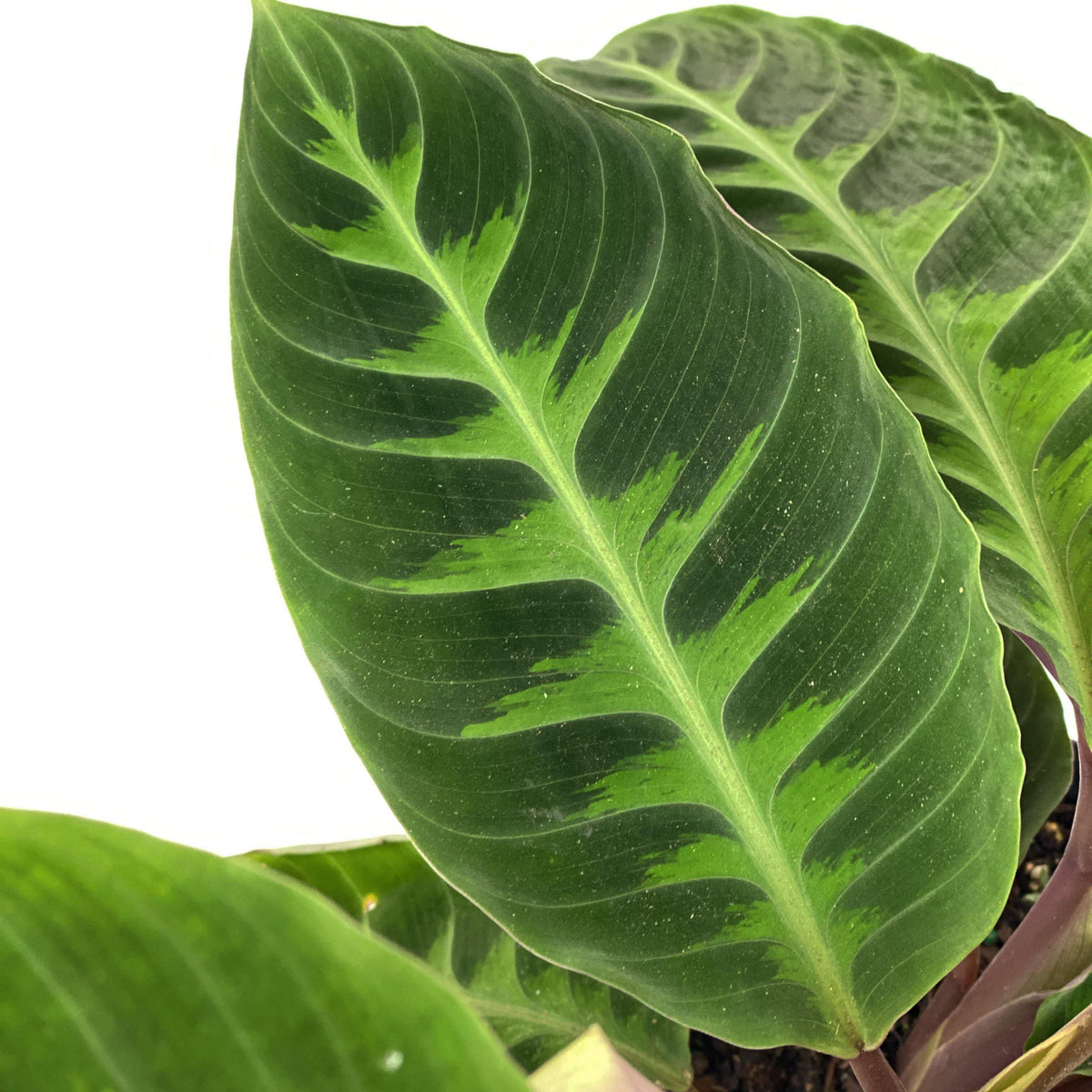 Calathea, 8in, Warscewiczii - Floral Acres Greenhouse & Garden Centre