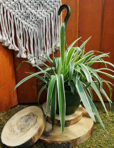 Spider Plant, 8in, Green, Hanging Basket - Floral Acres Greenhouse & Garden Centre