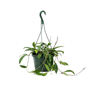 Hoya, 8in Hanging Basket, Pubicalyx - Floral Acres Greenhouse & Garden Centre