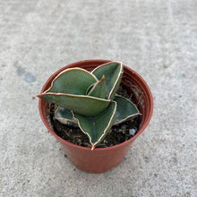 Load image into Gallery viewer, Sansevieria, 3in, Samurai - Floral Acres Greenhouse &amp; Garden Centre
