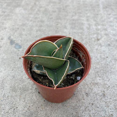 Sansevieria, 3in, Samurai - Floral Acres Greenhouse & Garden Centre