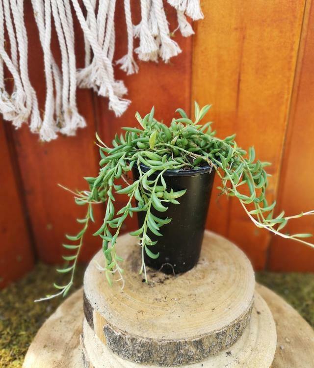 Senecio, 4in, String of Bananas - Floral Acres Greenhouse & Garden Centre