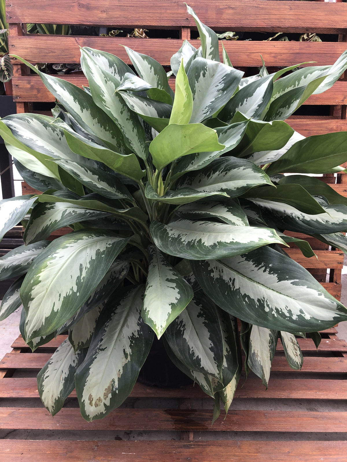 Aglaonema, 14in, Diamond Bay - Floral Acres Greenhouse & Garden Centre