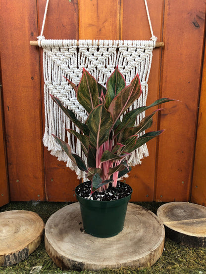 Aglaonema, 6in, Aurora Siam - Floral Acres Greenhouse & Garden Centre