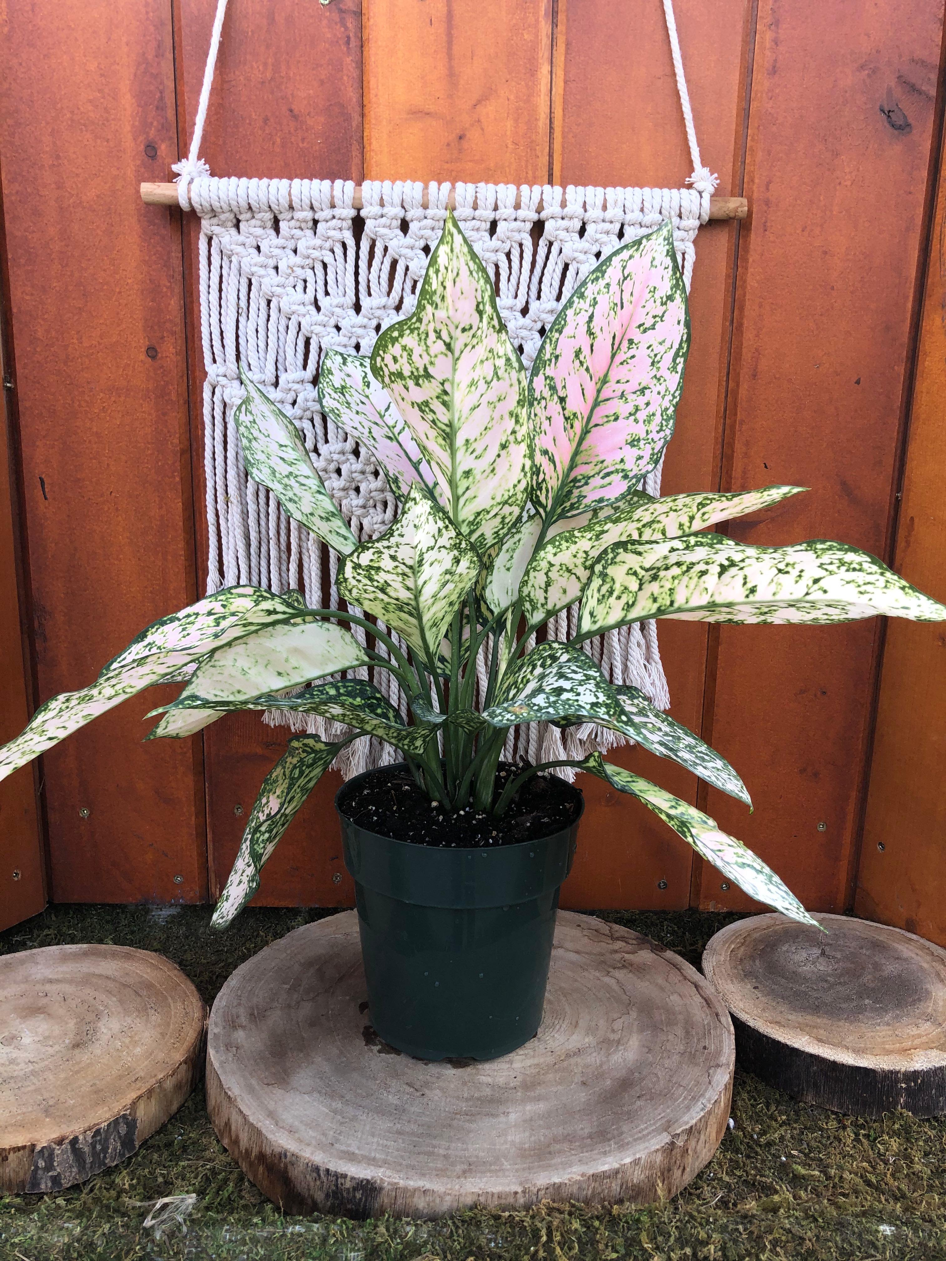 etta rose aglaonema price Aglaonema, 6in, Etta Rose – Floral Acres Greenhouse & Garden Centre