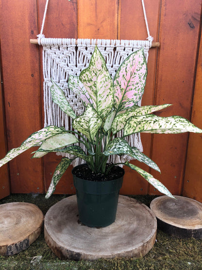 Aglaonema, 6in, Etta Rose - Floral Acres Greenhouse & Garden Centre