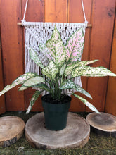 Load image into Gallery viewer, Aglaonema, 6in, Etta Rose - Floral Acres Greenhouse &amp; Garden Centre
