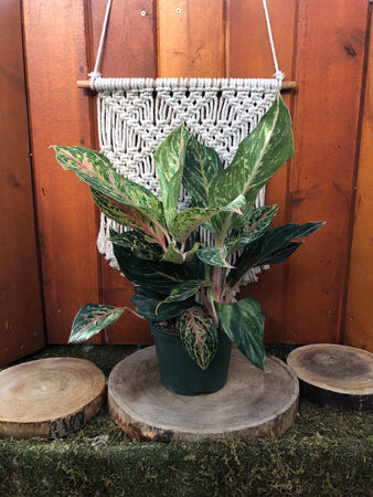 Aglaonema, 6in, Sparkling Sarah - Floral Acres Greenhouse & Garden Centre