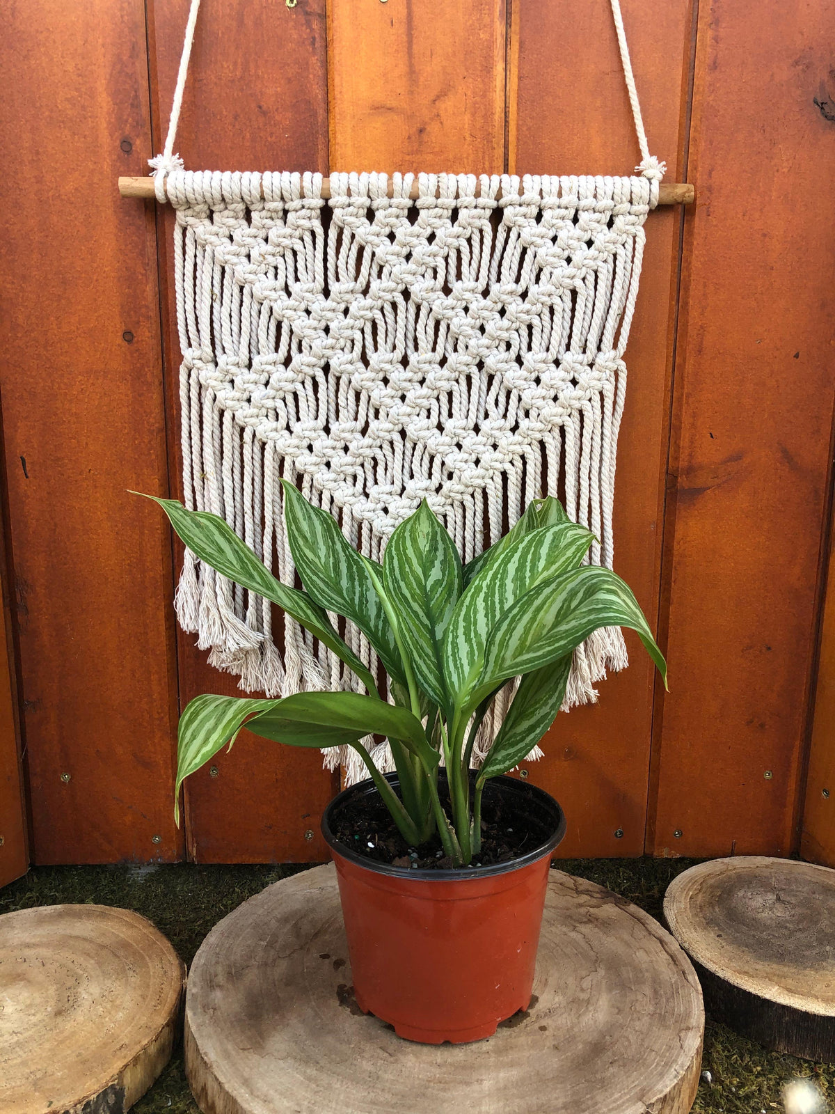 Aglaonema, 6in, Stripes - Floral Acres Greenhouse & Garden Centre
