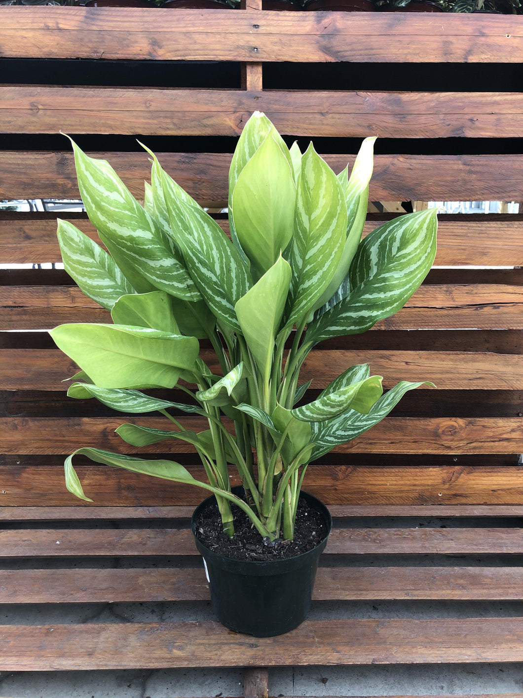 aglaonema silver stripes Aglaonema, 8in, Stripes – Floral Acres Greenhouse & Garden Centre