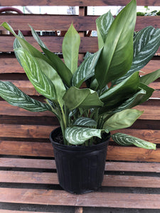 Aglaonema, 10in, Stripes - Floral Acres Greenhouse & Garden Centre