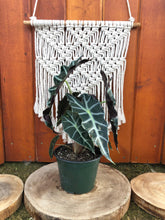 Load image into Gallery viewer, Alocasia, 6in, Polly - Floral Acres Greenhouse &amp; Garden Centre
