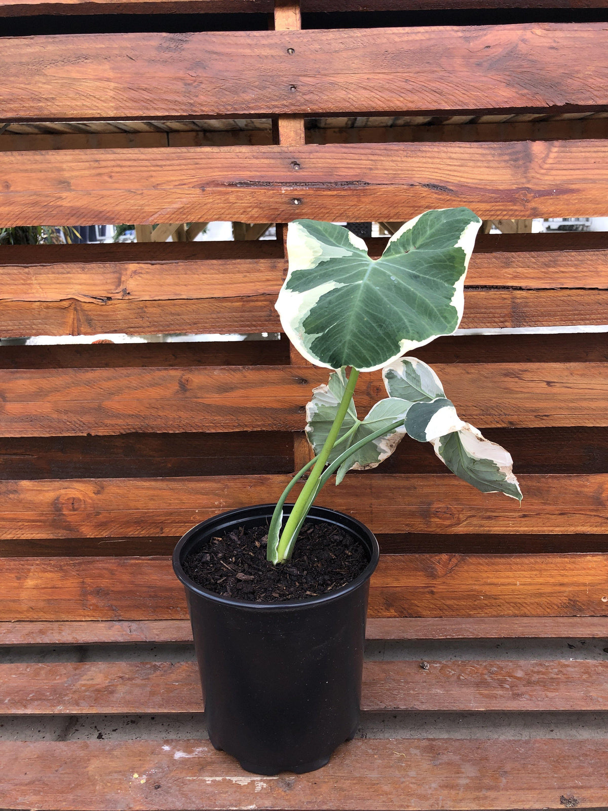 Alocasia, 8in, Mickey Mouse - Floral Acres Greenhouse & Garden Centre