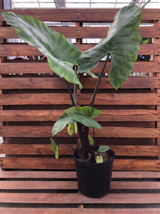 Alocasia, 12in, Black Stem - Floral Acres Greenhouse & Garden Centre