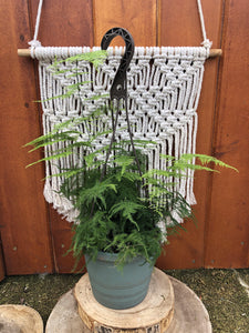 Asparagus Fern, 6.5in Hanging Basket - Floral Acres Greenhouse & Garden Centre