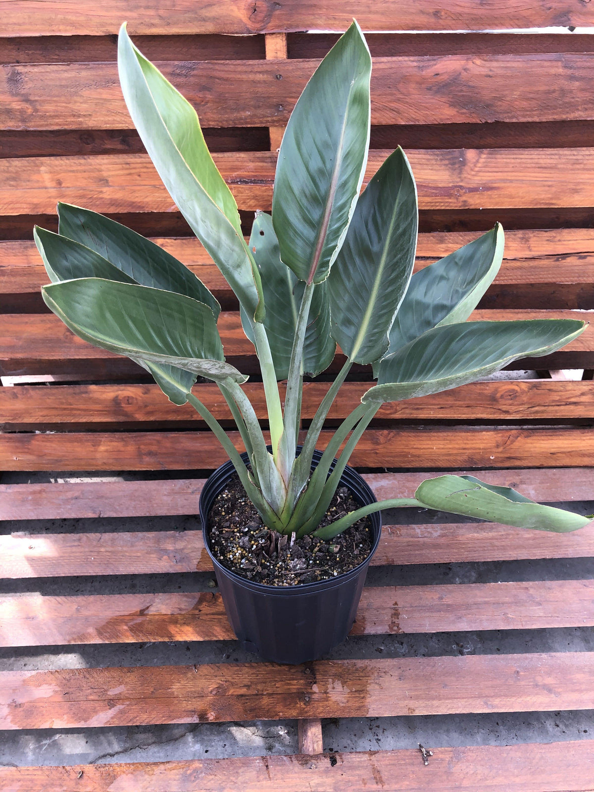 Bird of Paradise, 10in, Orange - Floral Acres Greenhouse & Garden Centre
