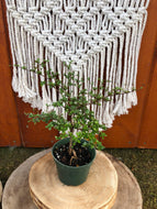 Bonsai, 4in, Black Olive - Floral Acres Greenhouse & Garden Centre