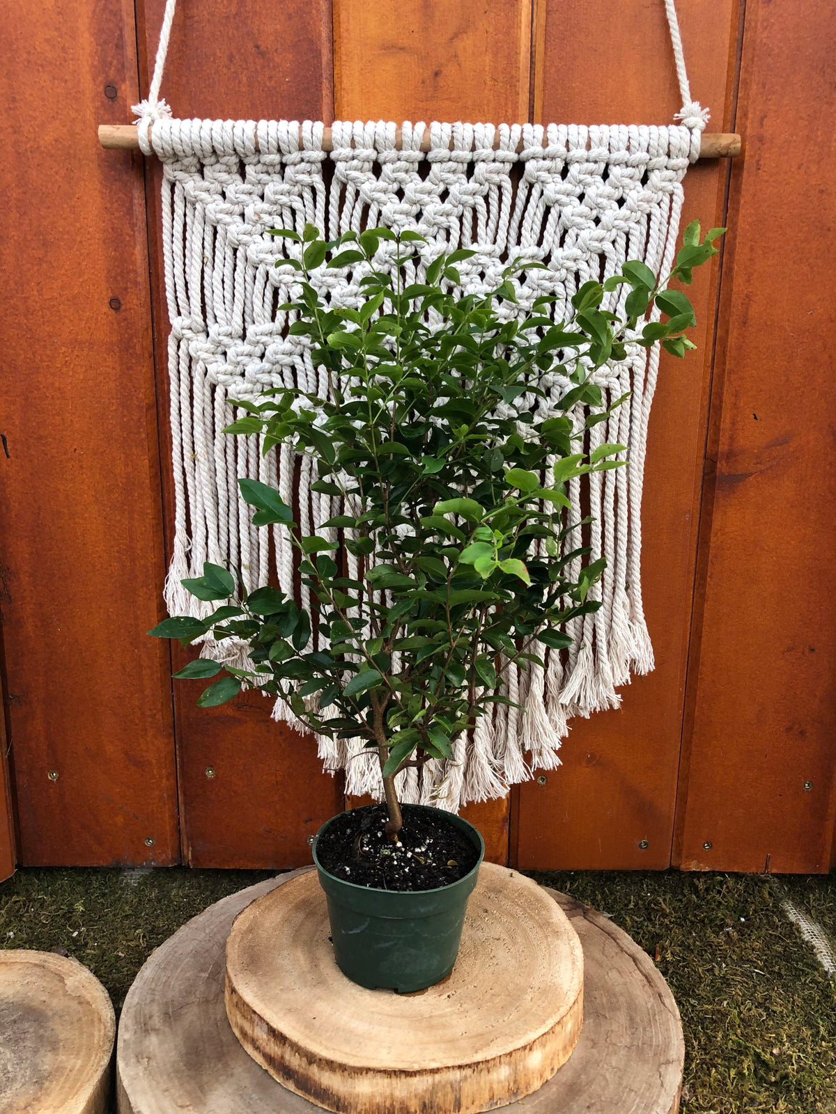 Bonsai, 4in, Jabotacaba - Floral Acres Greenhouse & Garden Centre