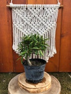 Bonsai, 6in, Ficus, Assorted Coiled Trunk - Floral Acres Greenhouse & Garden Centre