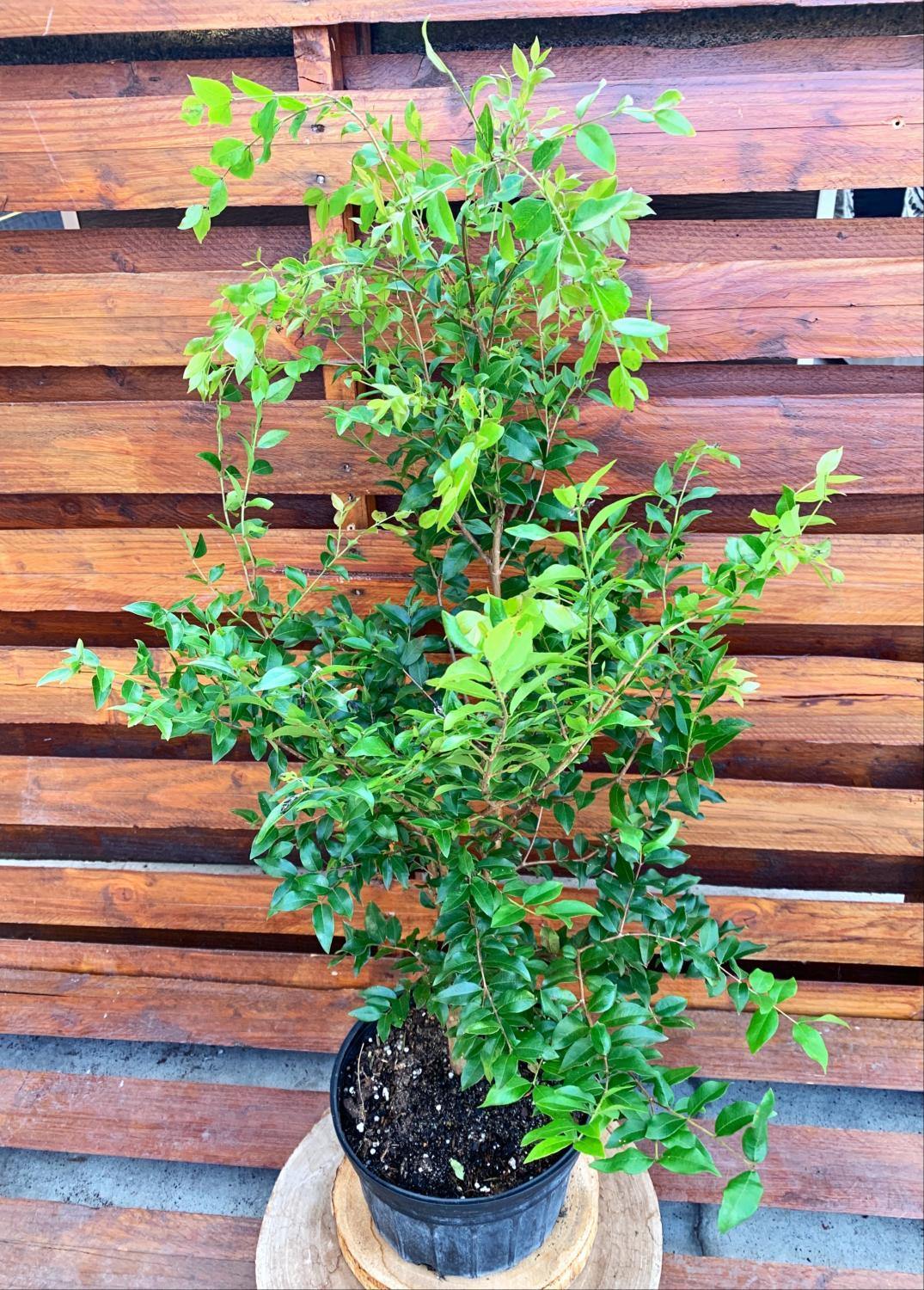 Bonsai, 8in, Jabotacaba - Floral Acres Greenhouse & Garden Centre