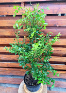 Bonsai, 8in, Jabotacaba - Floral Acres Greenhouse & Garden Centre