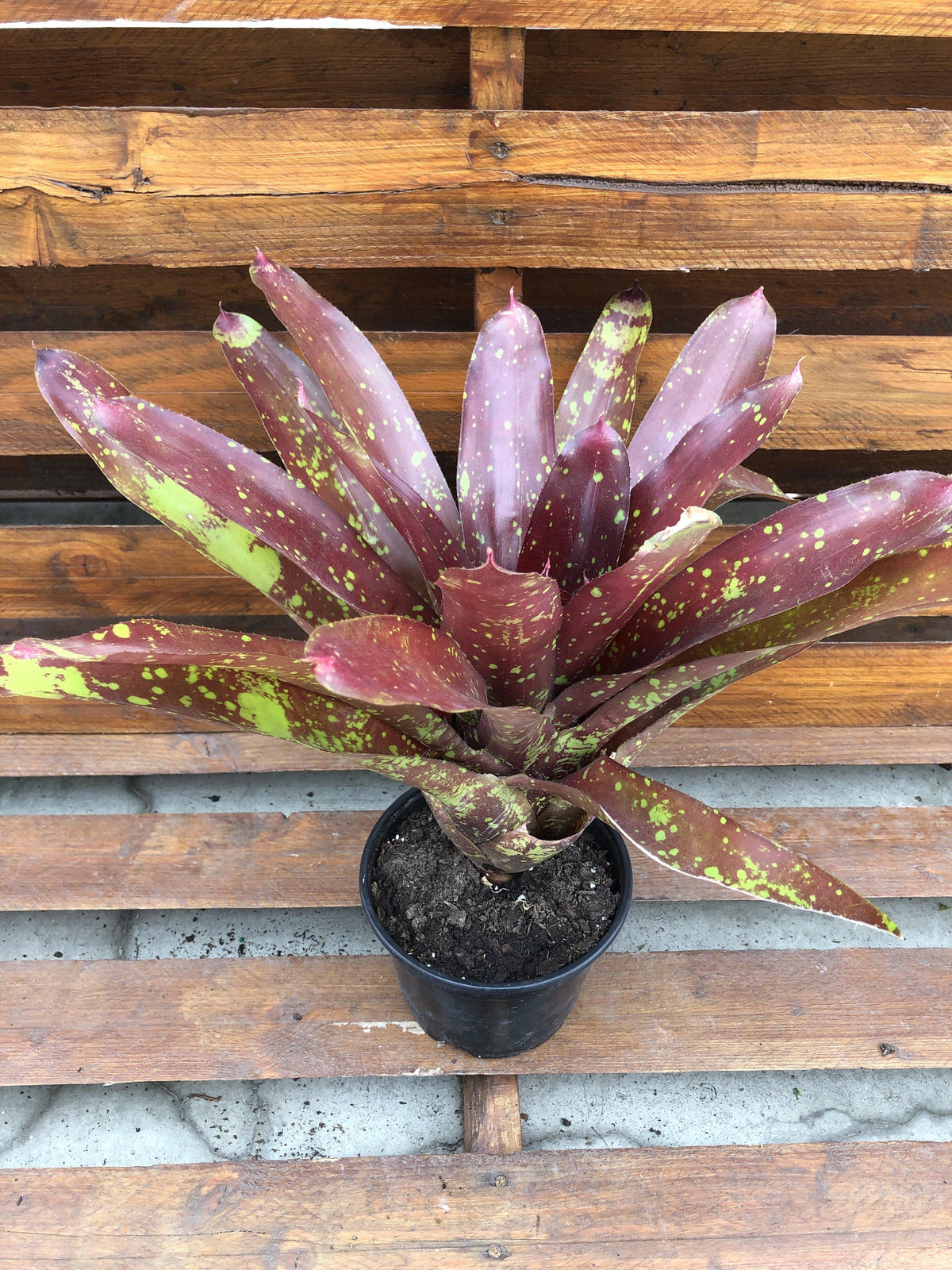 Bromeliad, 6in, Osser - Floral Acres Greenhouse & Garden Centre