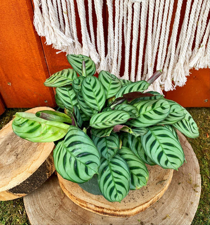 Calathea, 6in, Burle Marx - Floral Acres Greenhouse & Garden Centre
