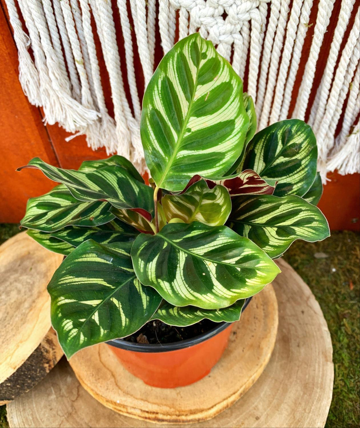 Calathea, 6in, Makoyana - Floral Acres Greenhouse & Garden Centre