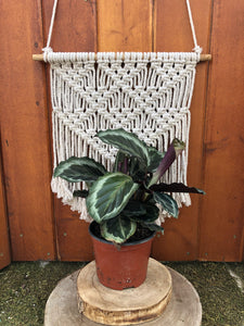 Calathea, 6in, Medallion - Floral Acres Greenhouse & Garden Centre