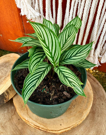 Calathea, 6in, Vittata - Floral Acres Greenhouse & Garden Centre