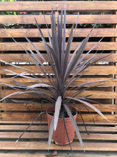 Load image into Gallery viewer, Cordyline, 10in, Red Star - Floral Acres Greenhouse &amp; Garden Centre

