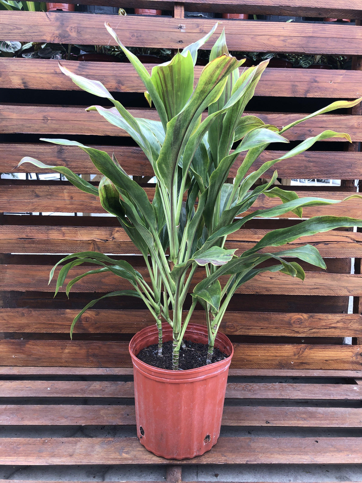 Cordyline, 10in, Sherbert - Floral Acres Greenhouse & Garden Centre