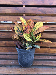 Croton, 8in, Petra - Floral Acres Greenhouse & Garden Centre