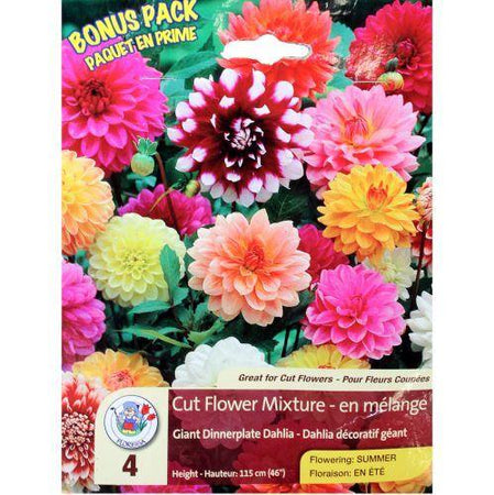 Dahlia, Decorative - Dinnerplate Mix Bulbs, 4pk - Floral Acres Greenhouse & Garden Centre