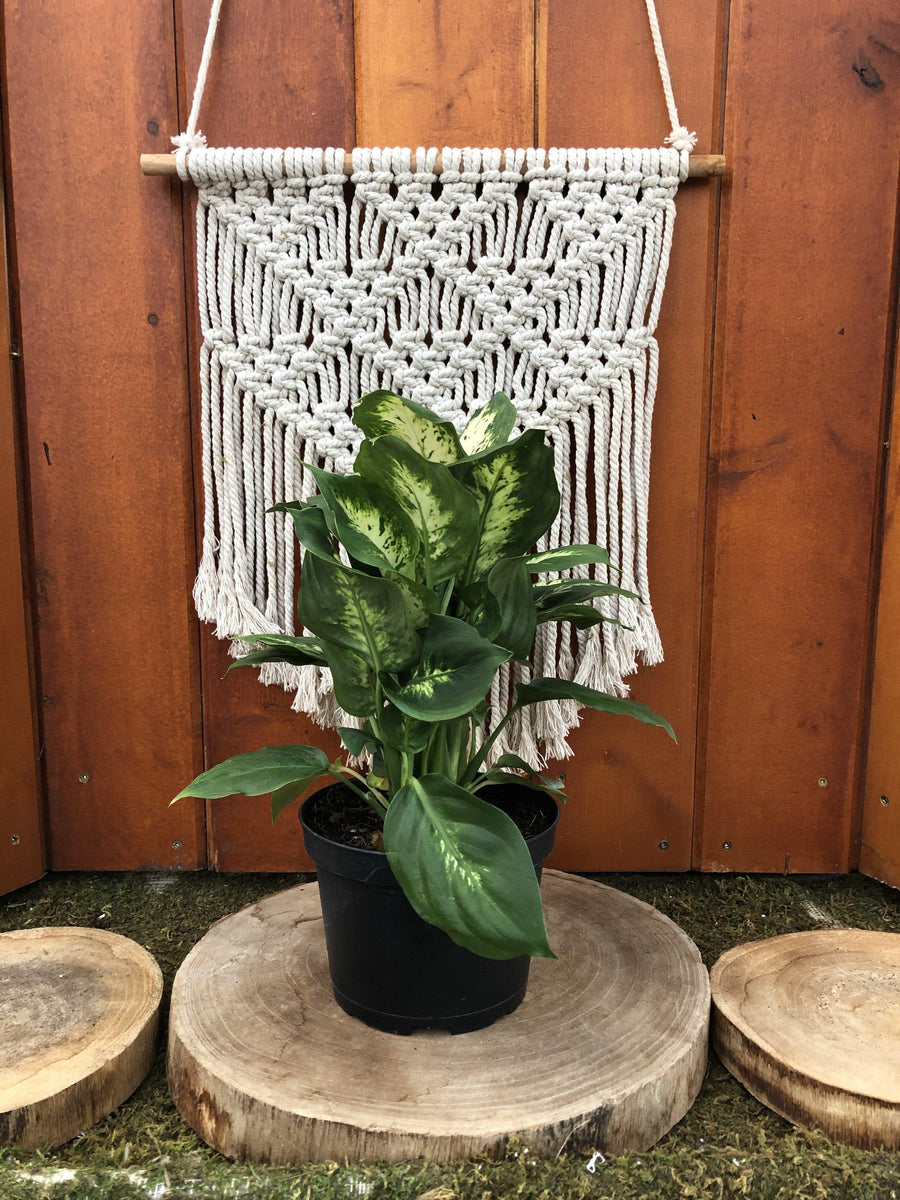 dieffenbachia perfection compacta Dieffenbachia, 6in, Perfection Compacta – Floral Acres Greenhouse & Garden  Centre