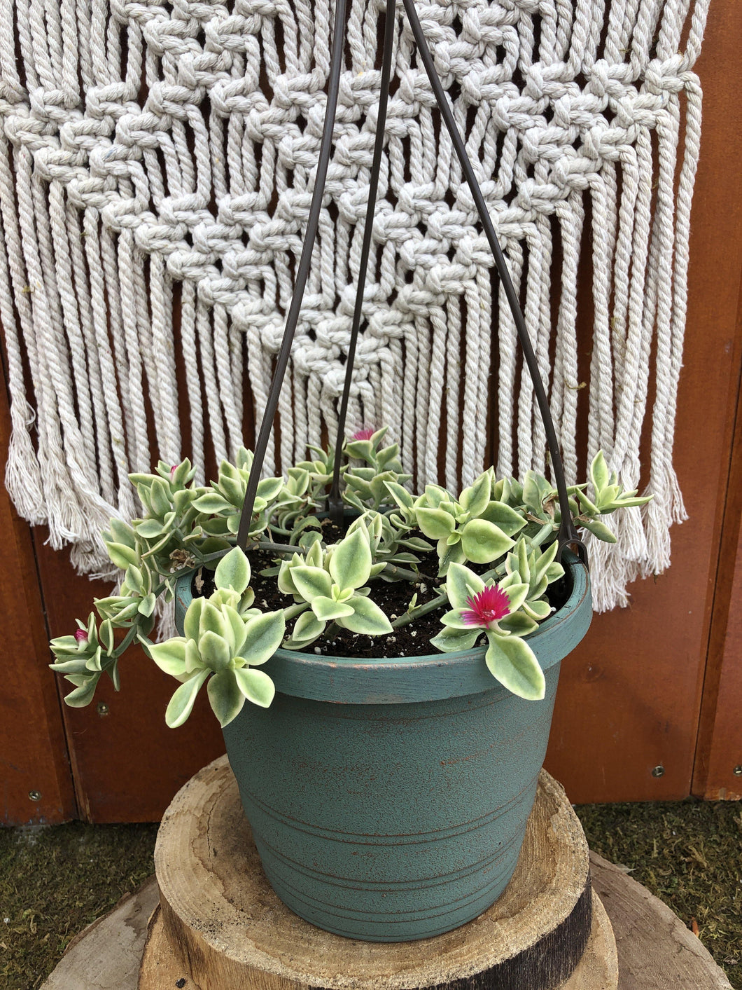 Dorotheanthus, 6.5in Hanging Basket, Variegated - Floral Acres Greenhouse & Garden Centre