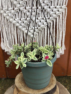 Dorotheanthus, 6.5in Hanging Basket, Variegated - Floral Acres Greenhouse & Garden Centre