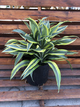 Load image into Gallery viewer, Dracaena, 10in, Lemon Lime - Floral Acres Greenhouse &amp; Garden Centre
