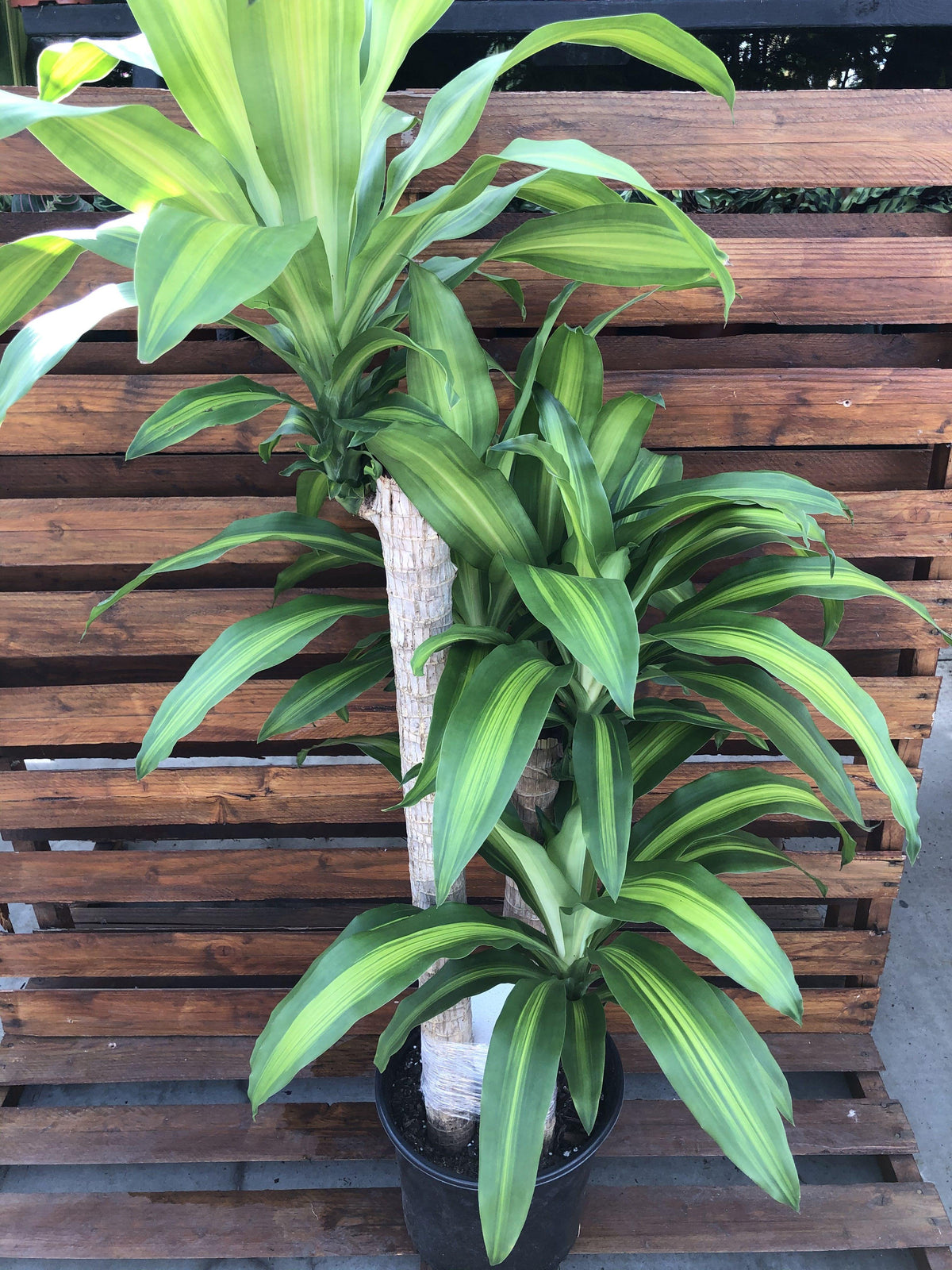 Dracaena, 10in, Mass Cane 3/2/1 - Floral Acres Greenhouse & Garden Centre