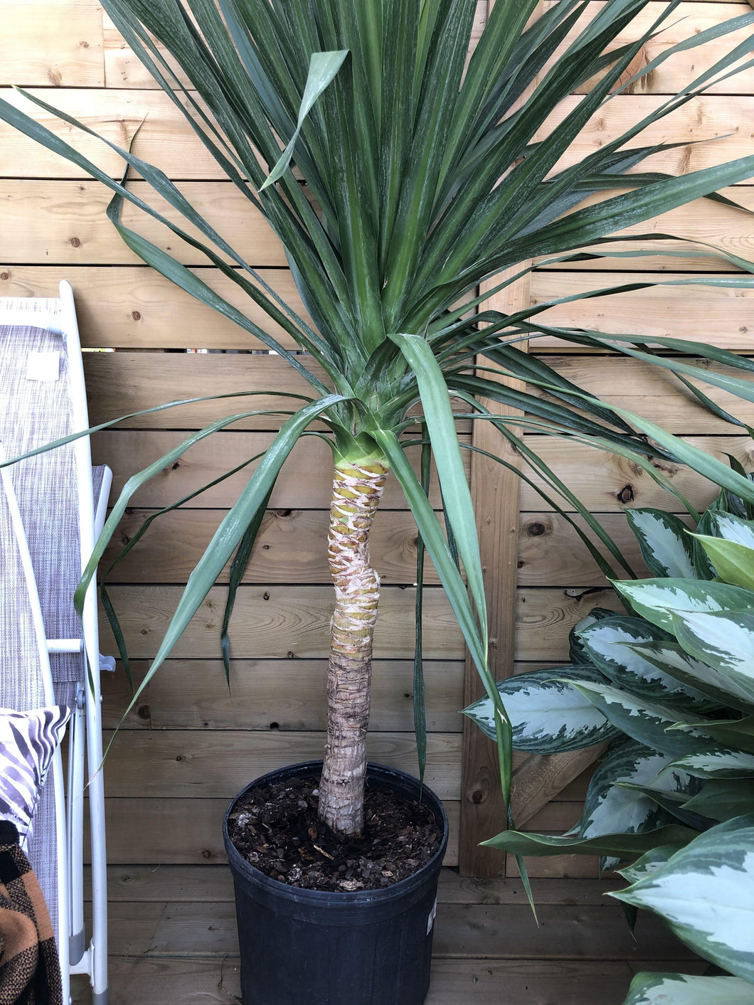 dracaena arborea Dracaena, 14in, Arborea Single Cane – Floral Acres Greenhouse & Garden Centre
